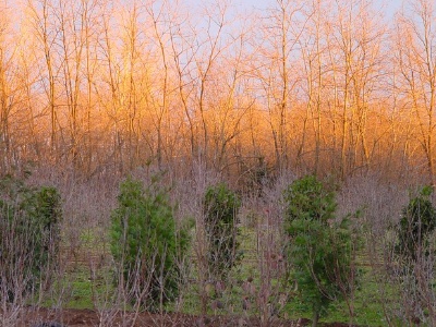 Parco sovracomunale Brughiera Briantea